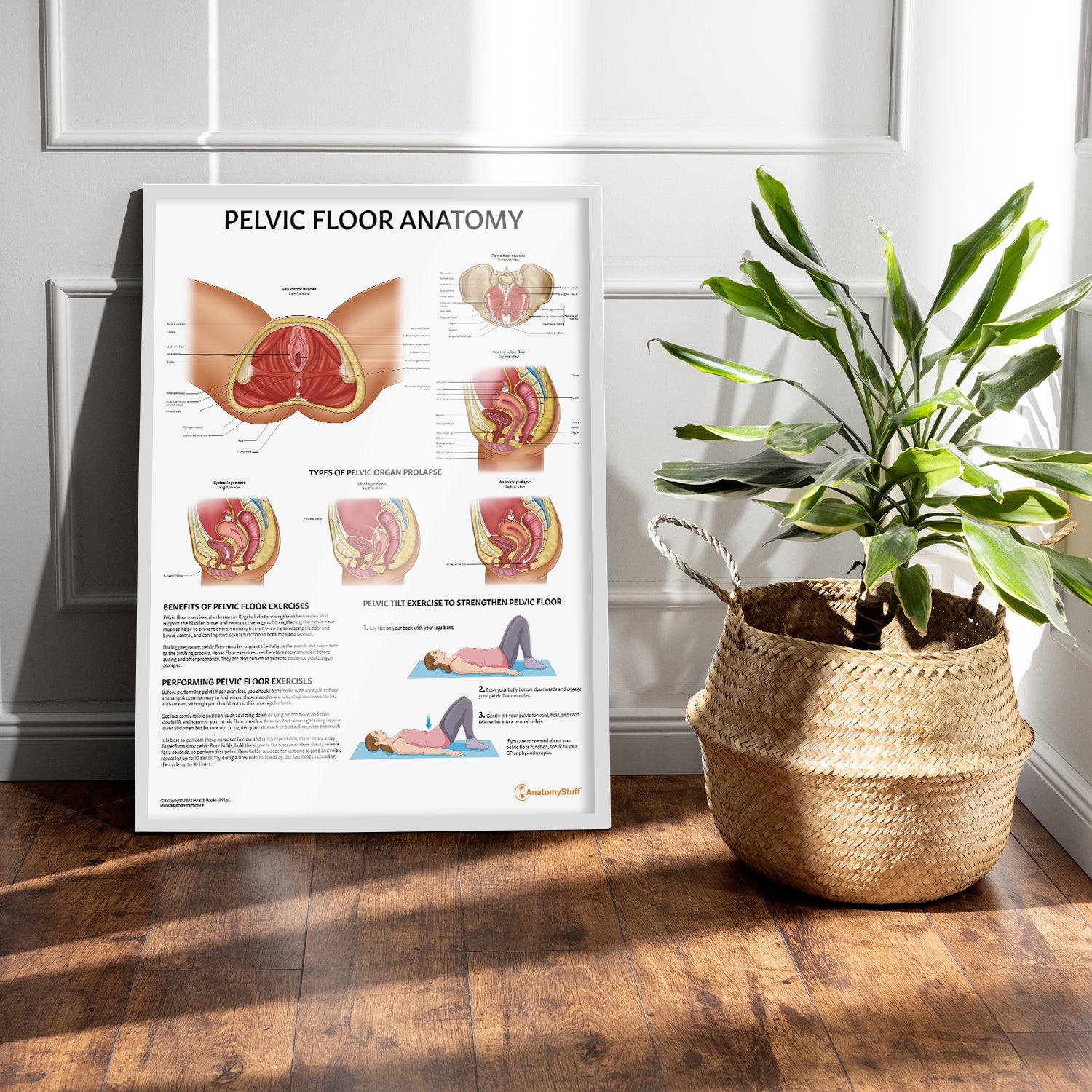 Pelvic Floor Anatomy Chart / Poster