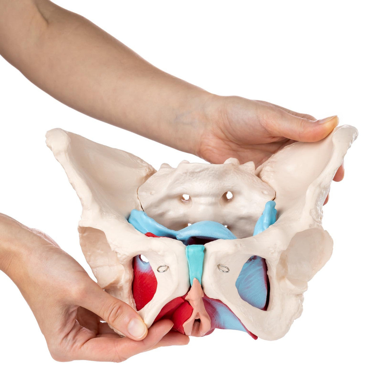 Budget Pelvis Model with Organs and Pelvic Floor Muscles
