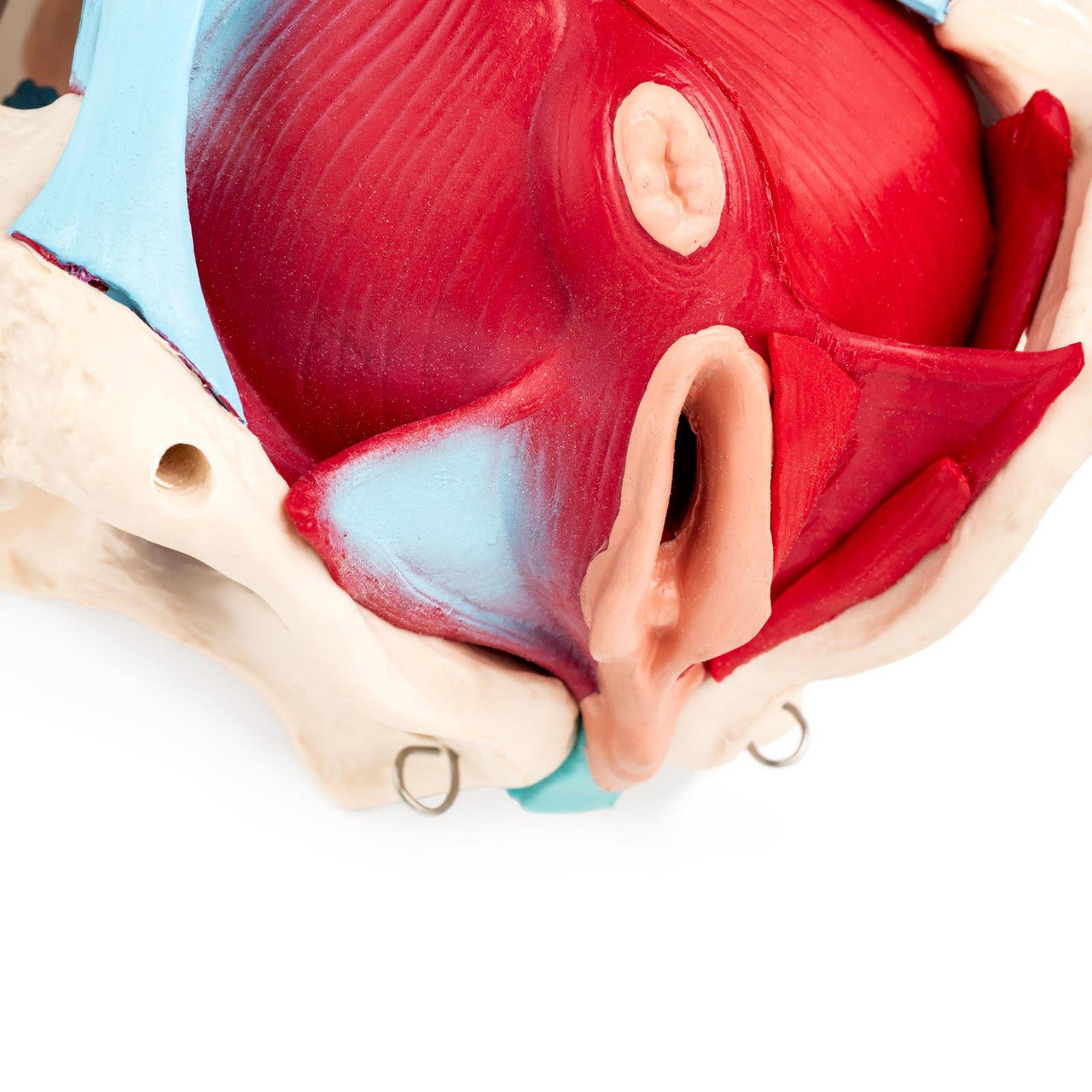 Budget Pelvis Model with Organs and Pelvic Floor Muscles