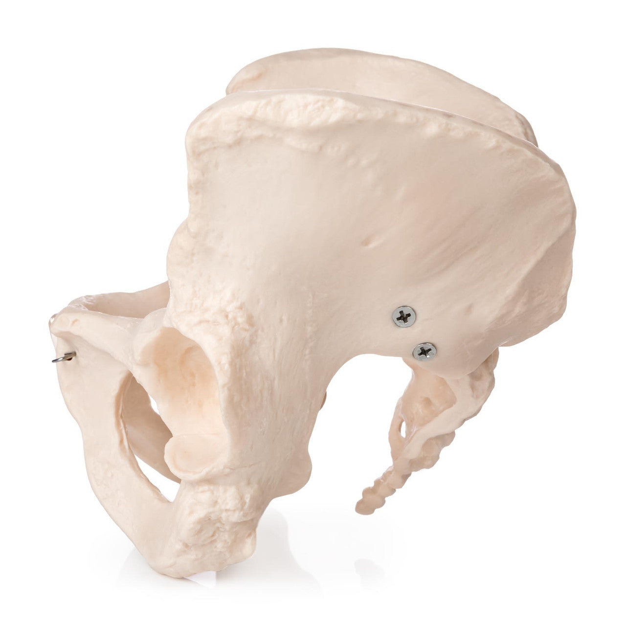 Lateral View Female Pelvis Anatomy Model