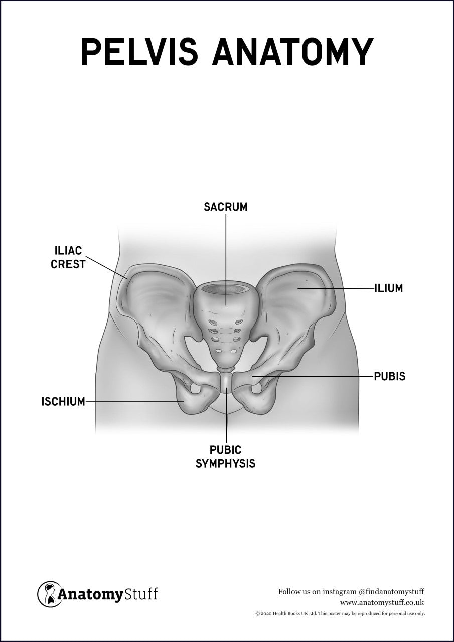 anatomy of the pelvis pdf