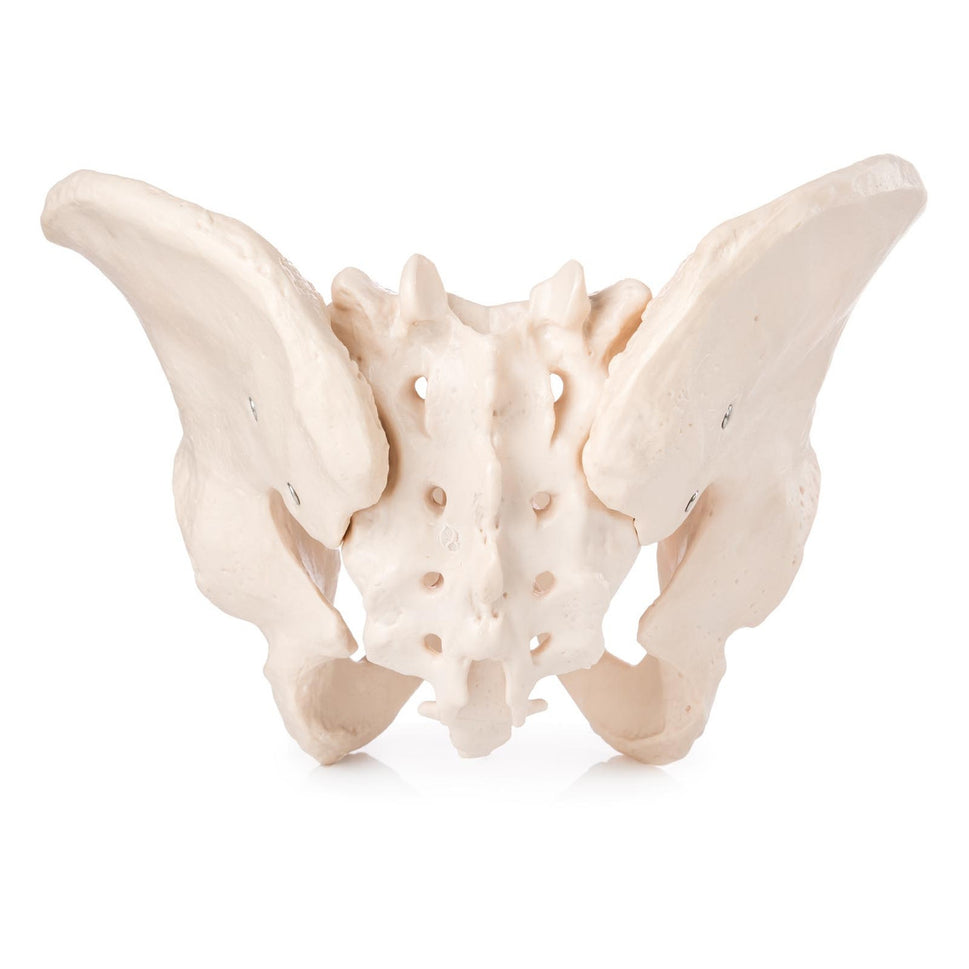Budget Male Pelvis Model