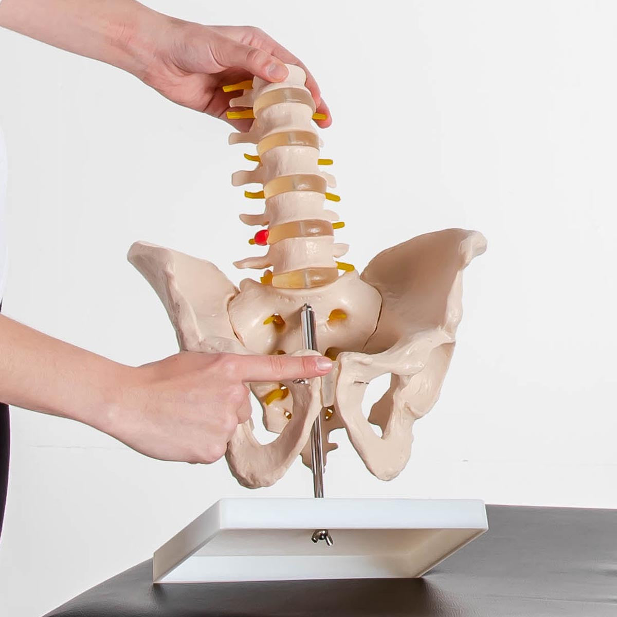 Budget Lumbar Spine Model with Pelvis
