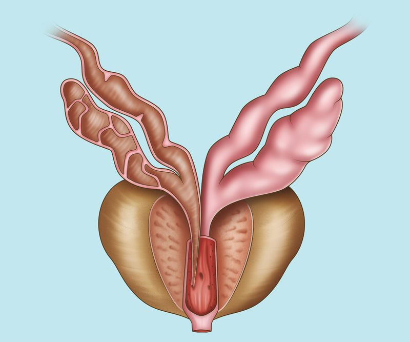 Pelvis & Perineum Anatomy