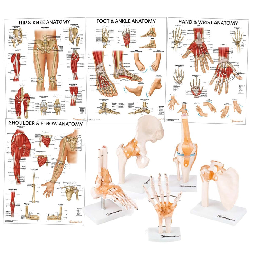 Peripheral Joint Anatomy Collection Bundle Image