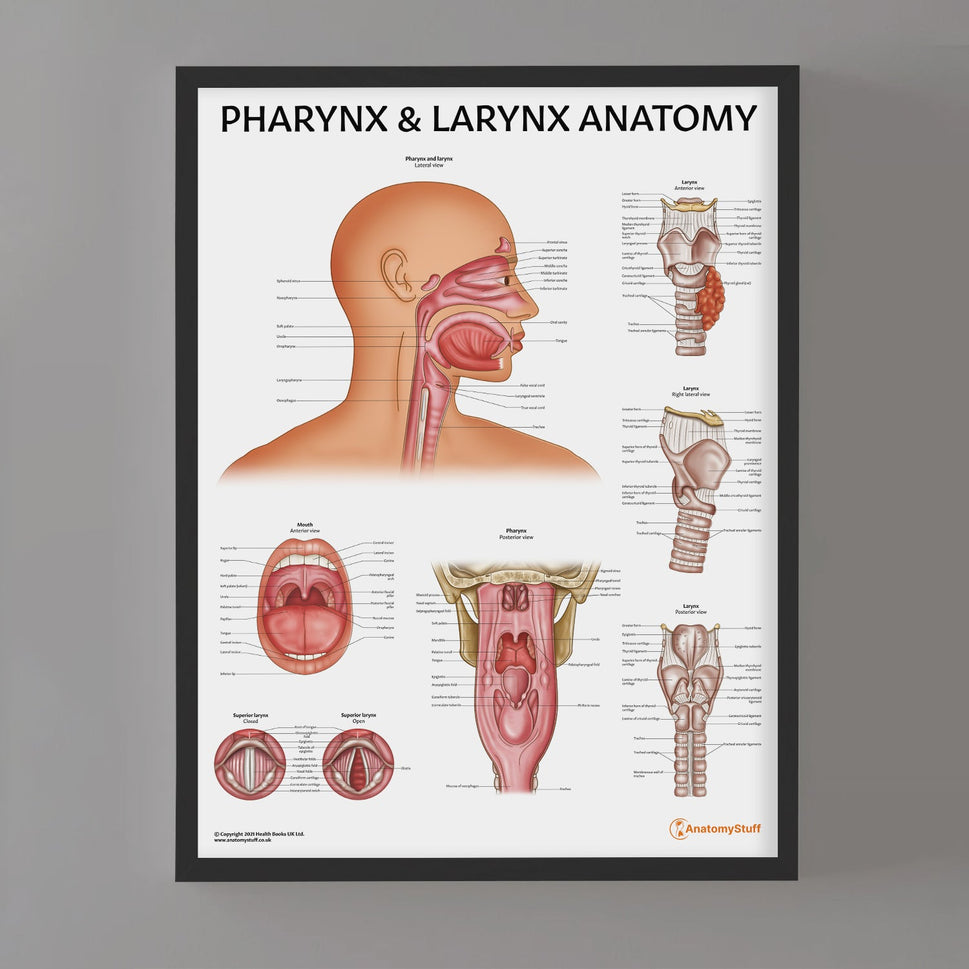 Pharynx & Larynx Anatomy Chart / Poster