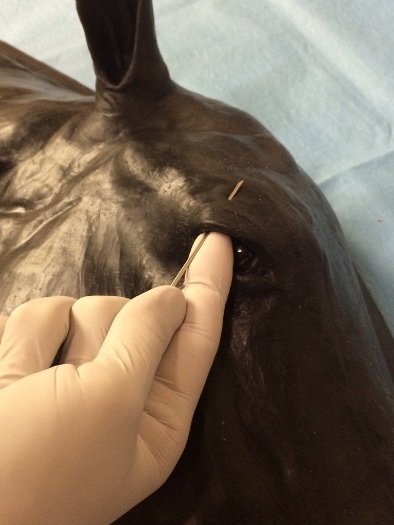 Advanced Equine Simulator