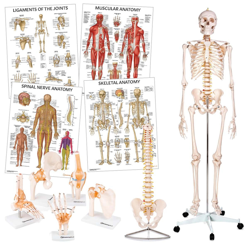 Physiotherapy Teaching Collection