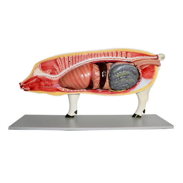 Pig Model (16 part)