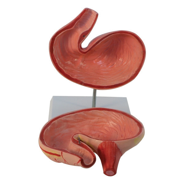 Pig Stomach Model (2 Part)