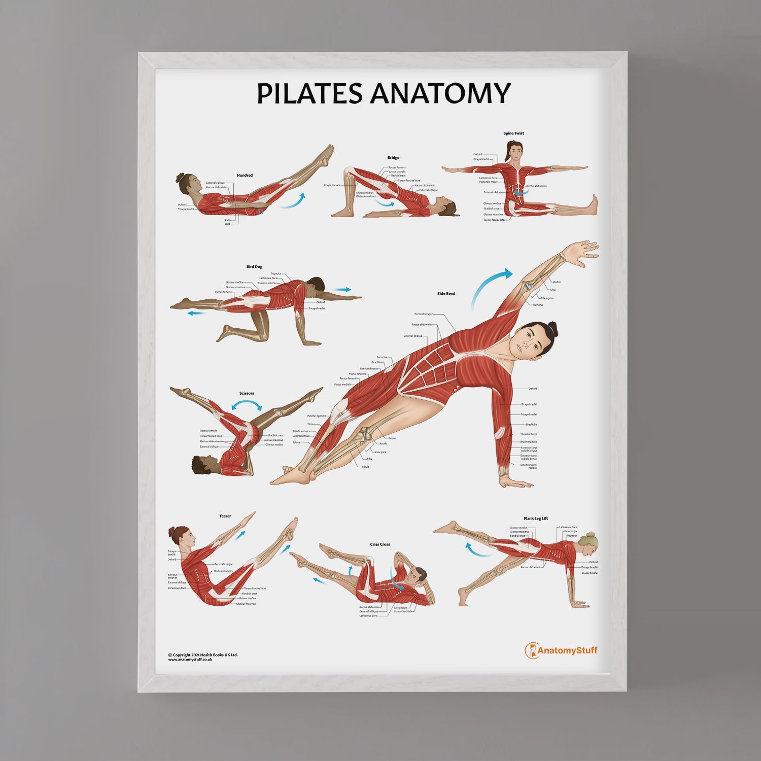 Pilates Anatomy Chart / Poster - Part of Collection