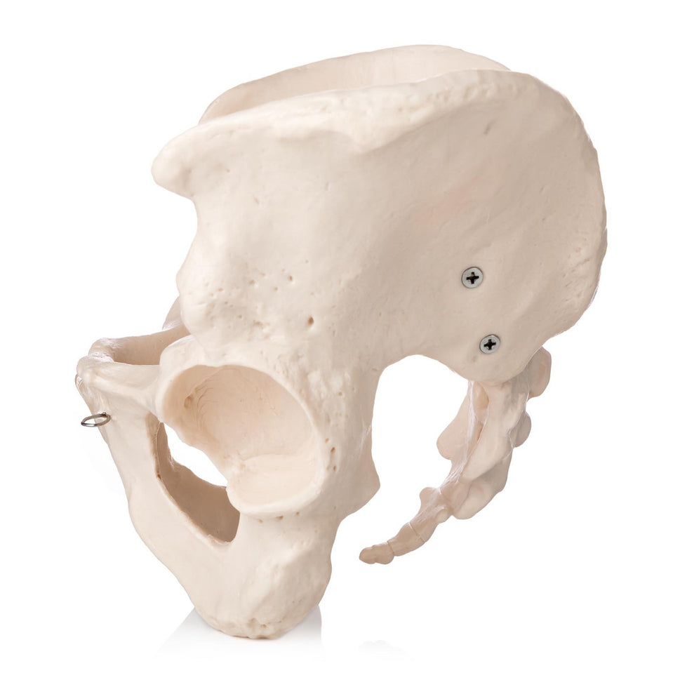Budget Male Pelvis Model