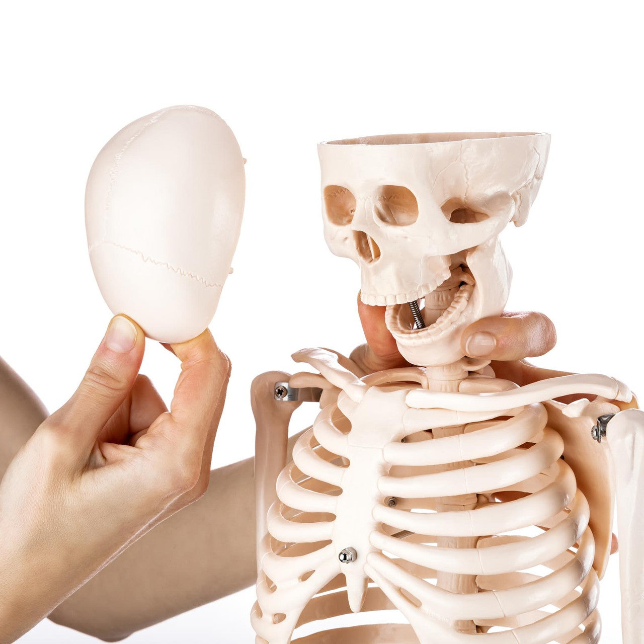 Budget Half Size Skeleton Model