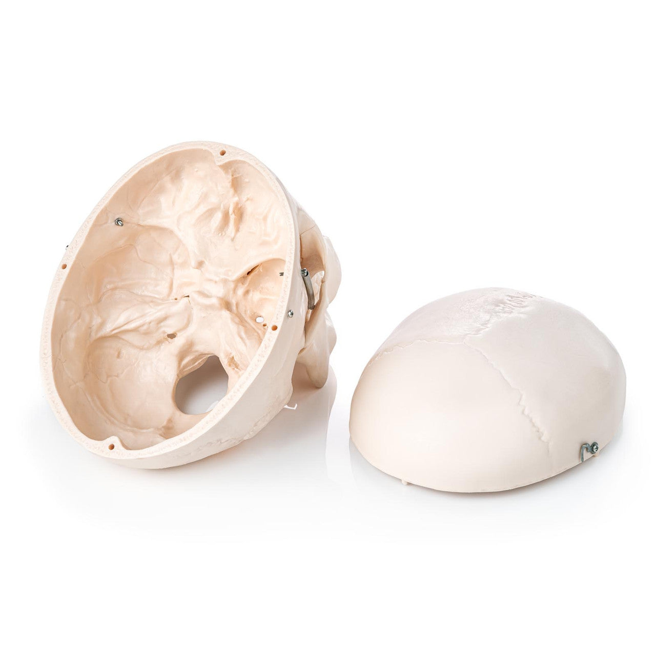 Budget Skull Model (3 Part)