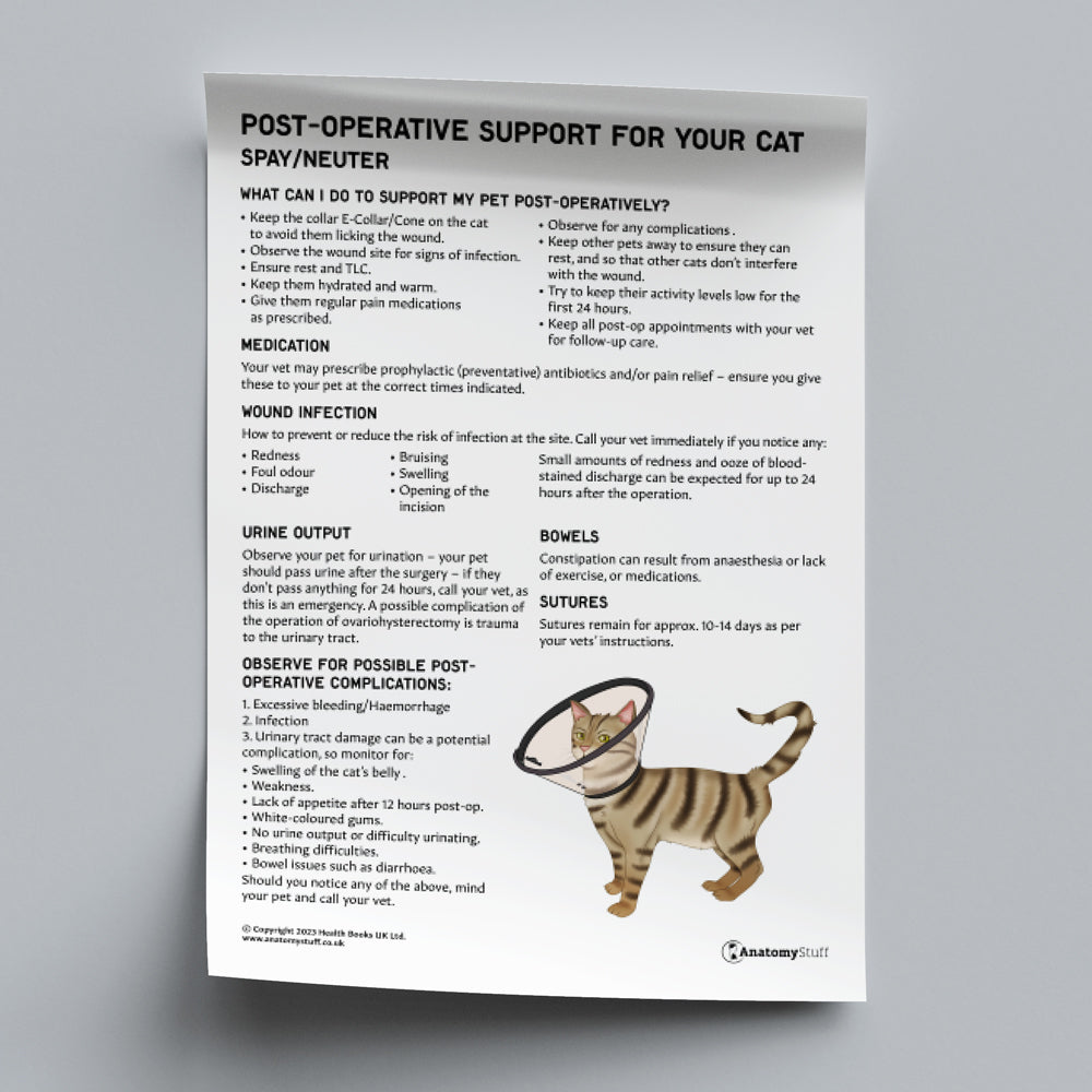 Post-Operative Support for Your Cat - Spay/Neuter (Printable PDF)