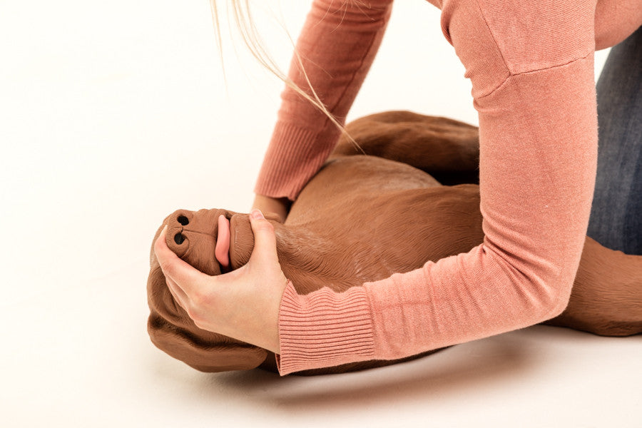 Canine CPR Manikin Casper