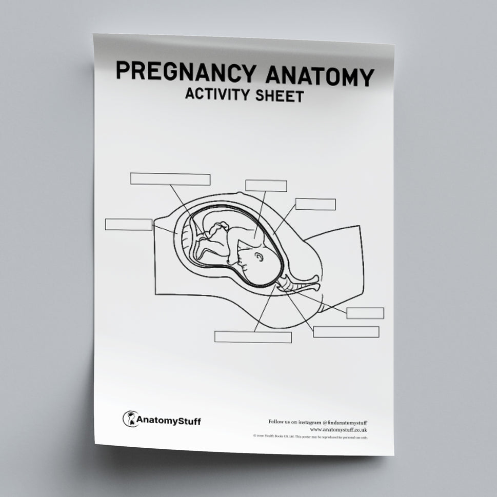 Pregnancy Anatomy Activity Sheet PDF