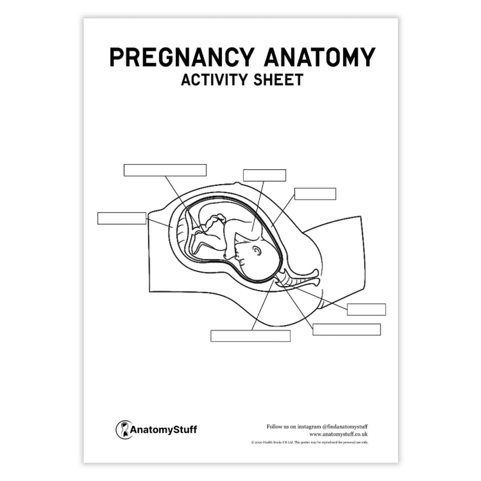Pregnancy Anatomy Activity Sheet PDF
