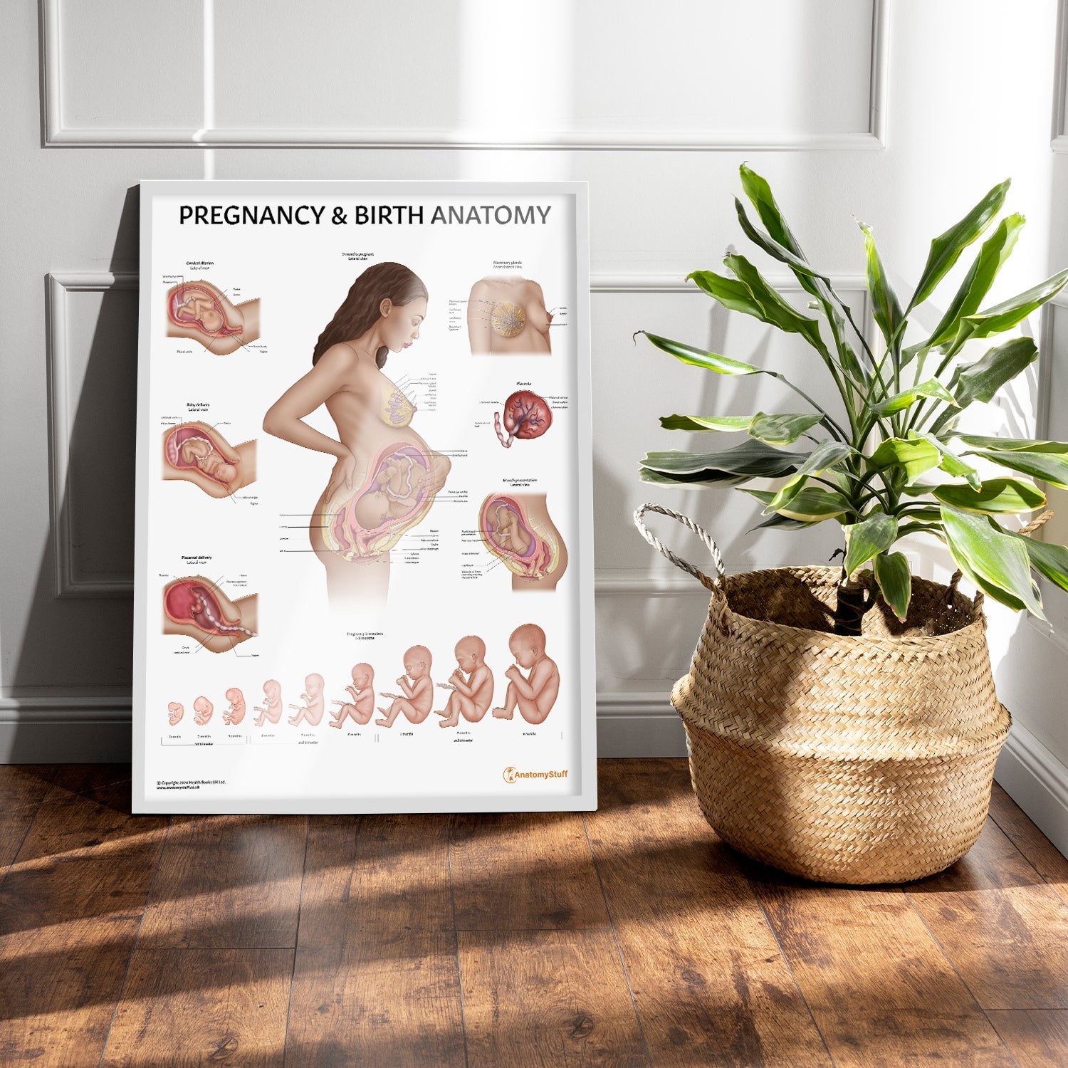 Pregnancy and Birth Chart / Poster - Part of Collection