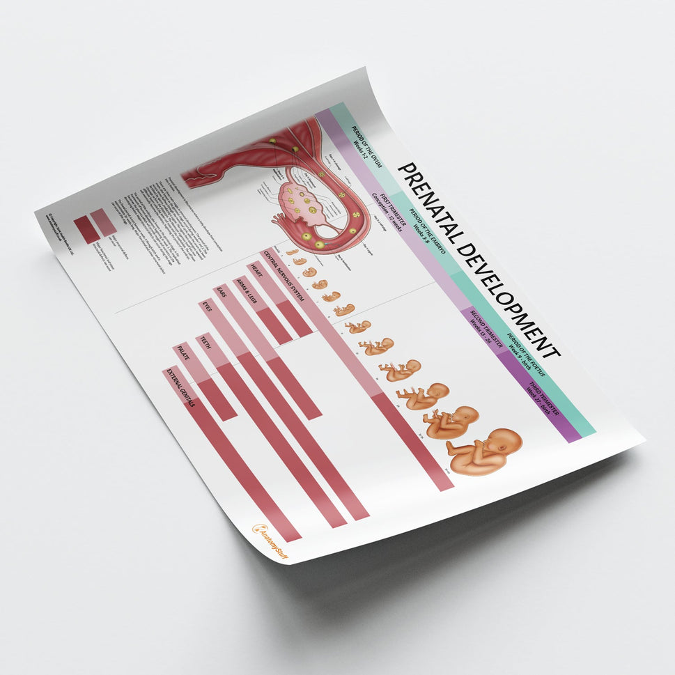 Prenatal Development Chart / Poster