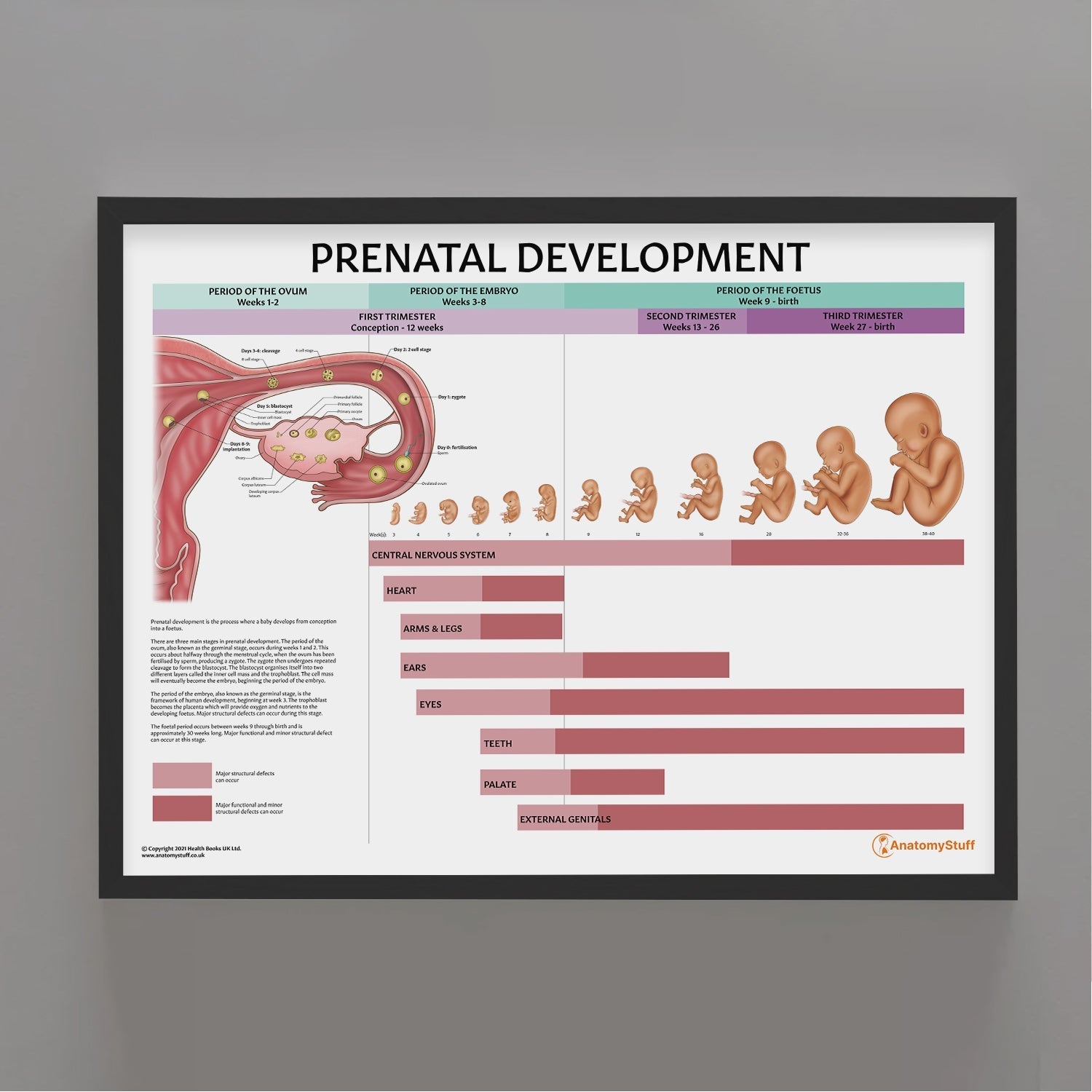 Prenatal Development Chart / Poster - Part of Collection