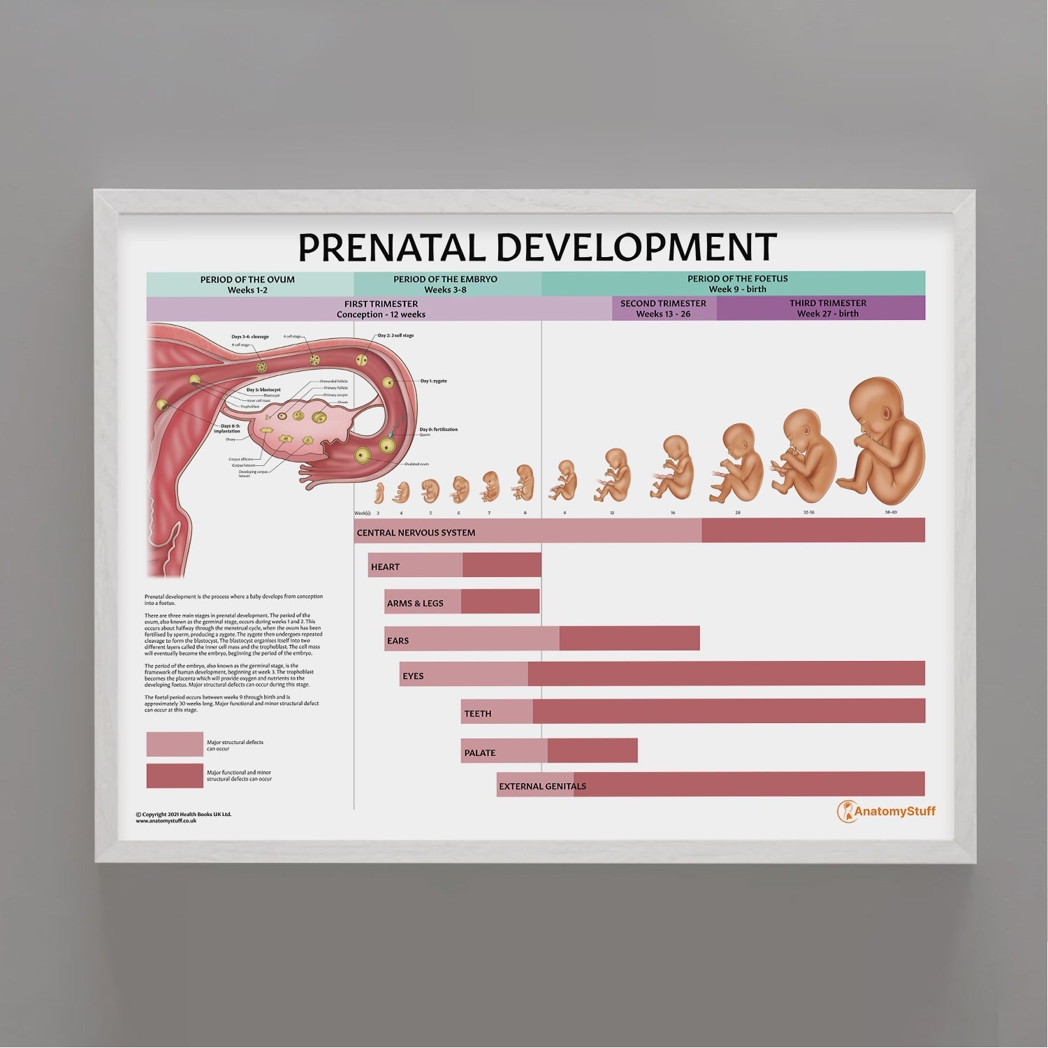 Prenatal Development Chart / Poster - Part of Collection