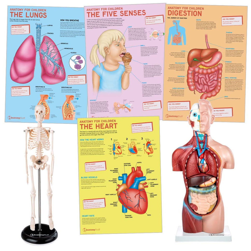 Primary School Anatomy Collection