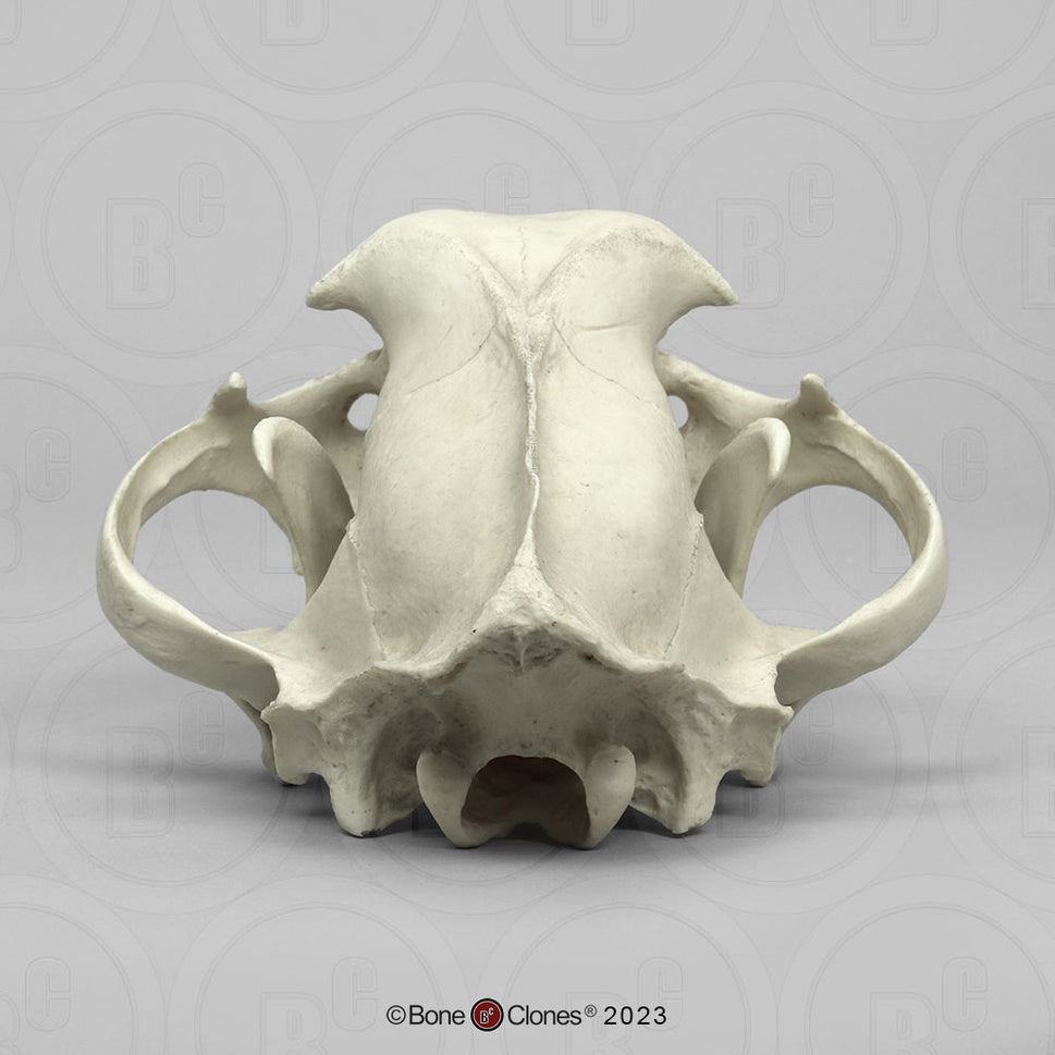 Bone Clones Wild Cat Skulls