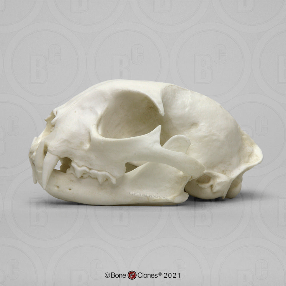 Bone Clones Wild Cat Skulls