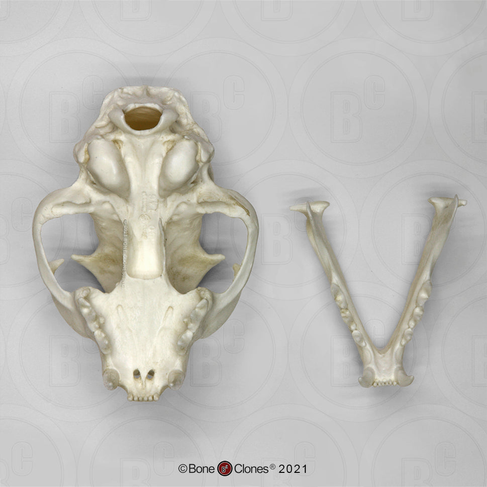 Bone Clones Wild Cat Skulls