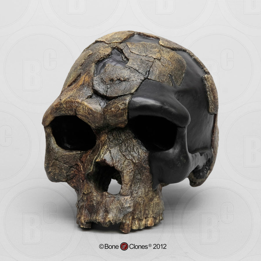 Bone Clones Homo Sapiens Hominin Skulls