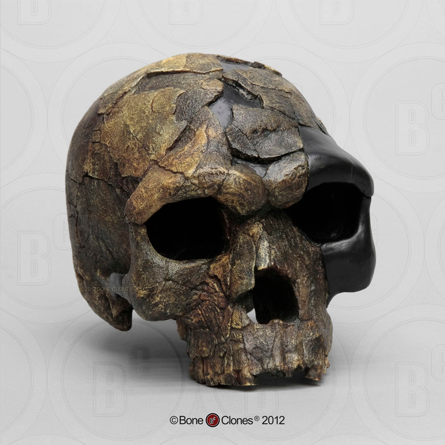 Bone Clones Homo Sapiens Hominin Skulls