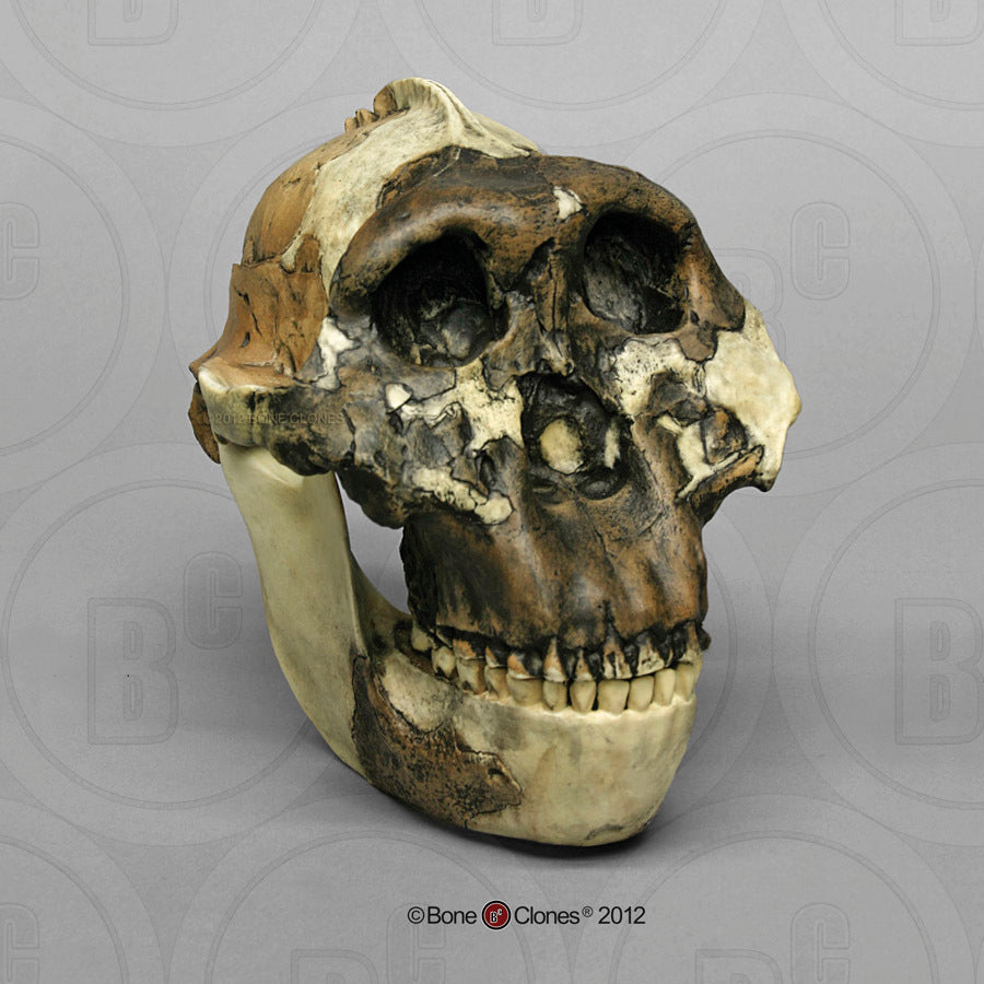 Bone Clones Australopithecus Hominin Skulls