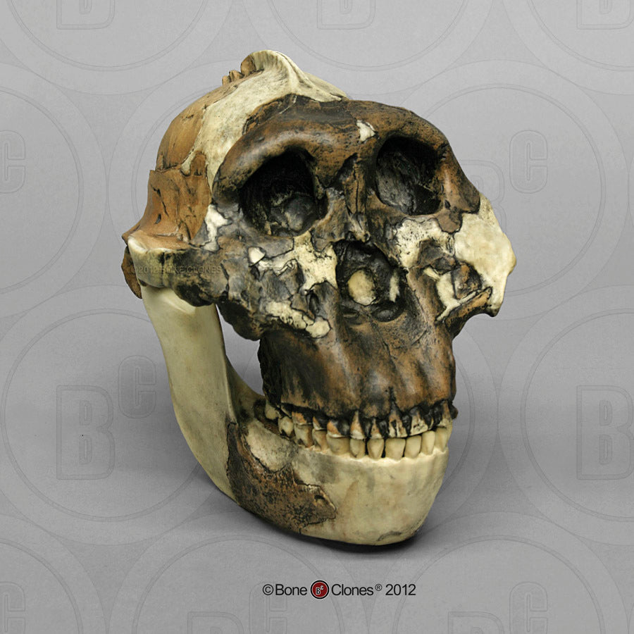 Bone Clones Australopithecus Hominin Skulls