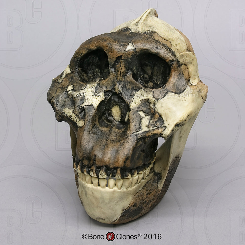 Bone Clones Australopithecus Hominin Skulls