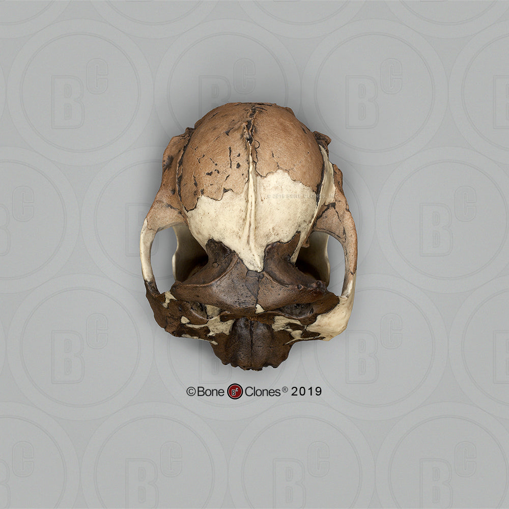 Bone Clones Australopithecus Hominin Skulls