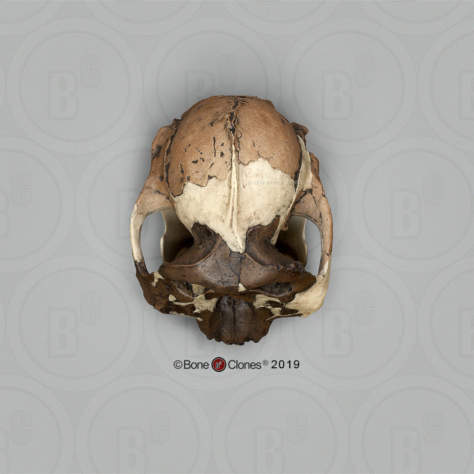 Bone Clones Australopithecus Hominin Skulls