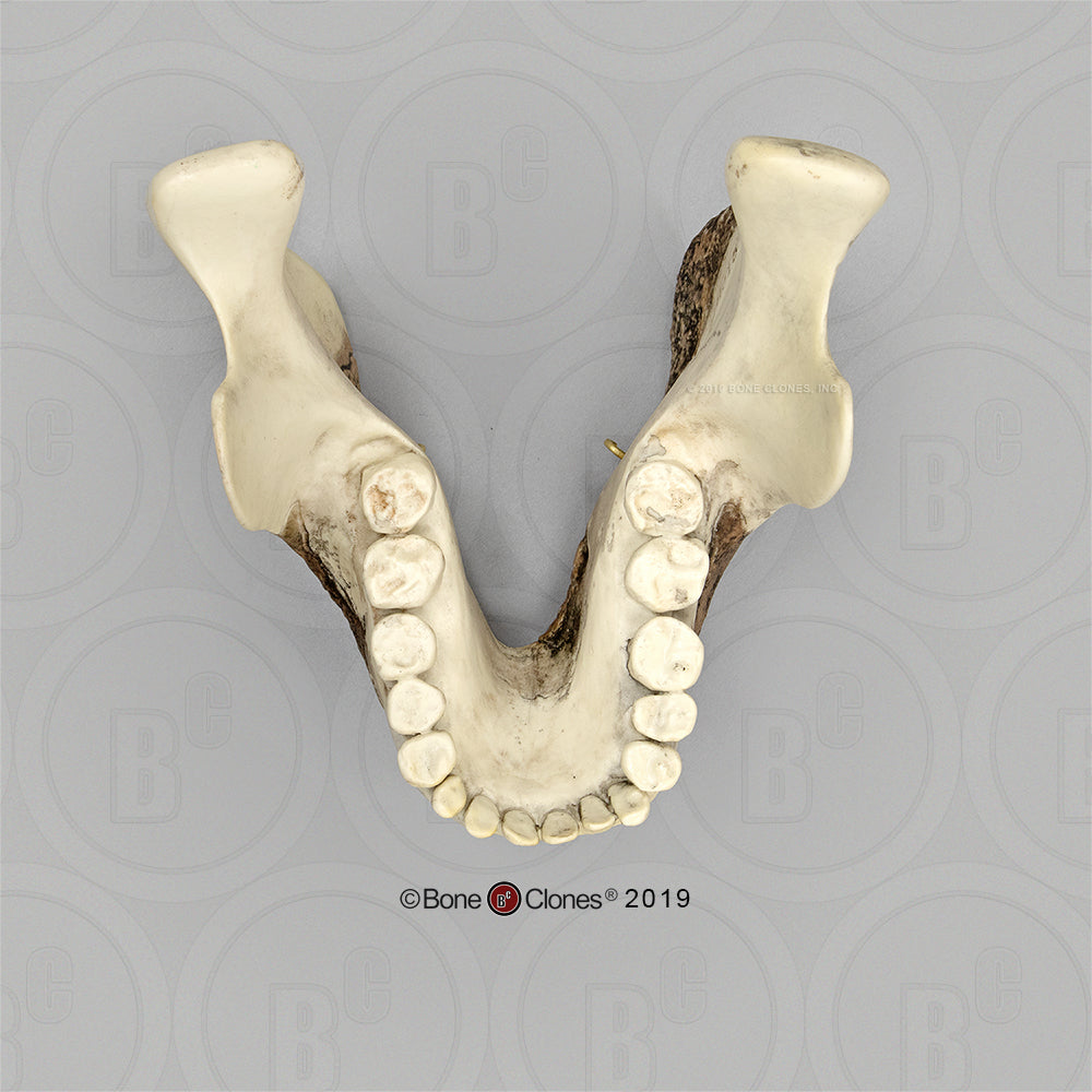 Bone Clones Australopithecus Hominin Skulls