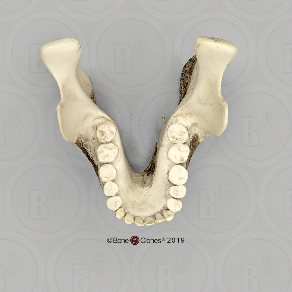 Bone Clones Australopithecus Hominin Skulls