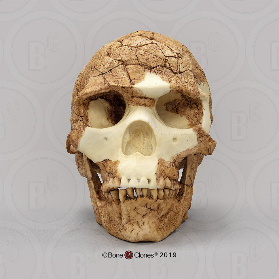 Bone Clones Homo Sapiens Hominin Skulls
