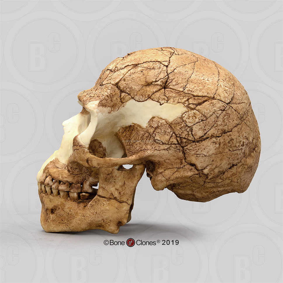 Bone Clones Homo Sapiens Hominin Skulls