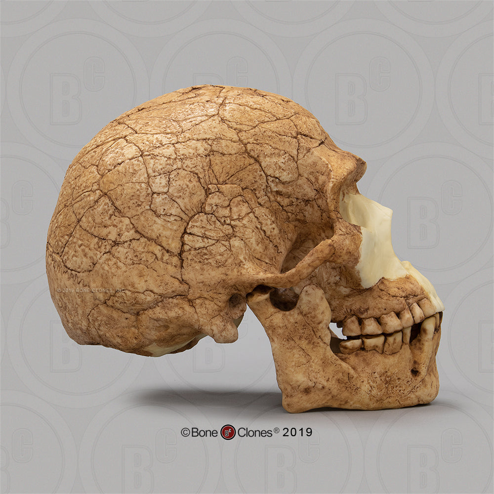 Bone Clones Homo Sapiens Hominin Skulls