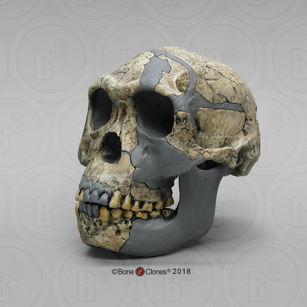 Bone Clones Homo Habilis Hominin Skulls