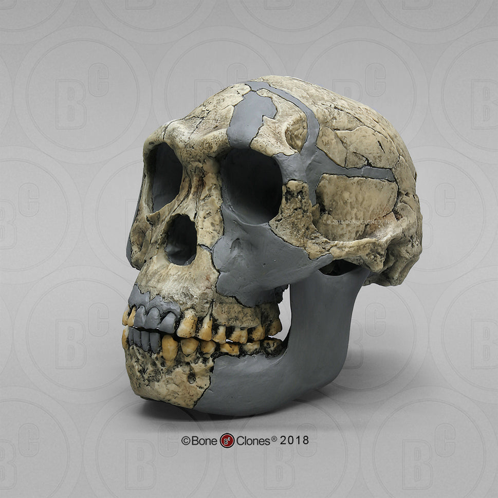 Bone Clones Homo Habilis  Hominin Skulls