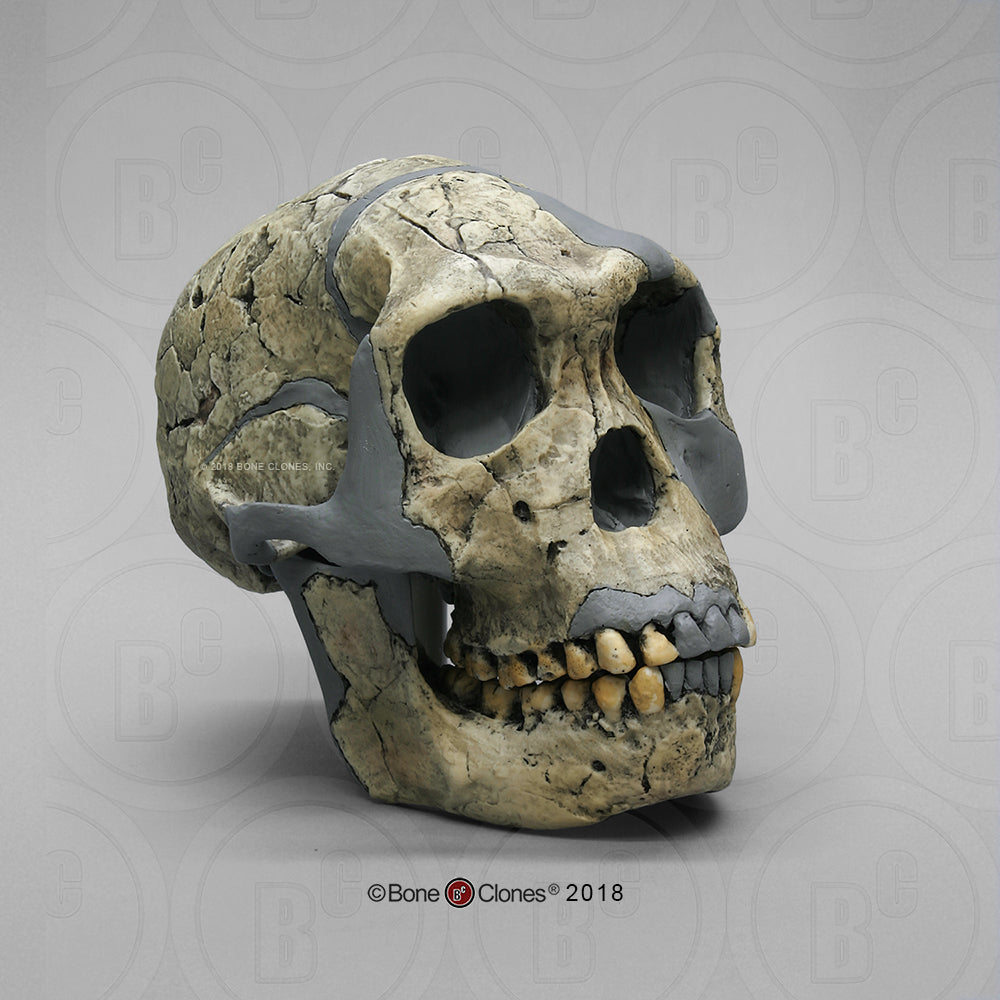 Bone Clones Homo Habilis Hominin Skulls