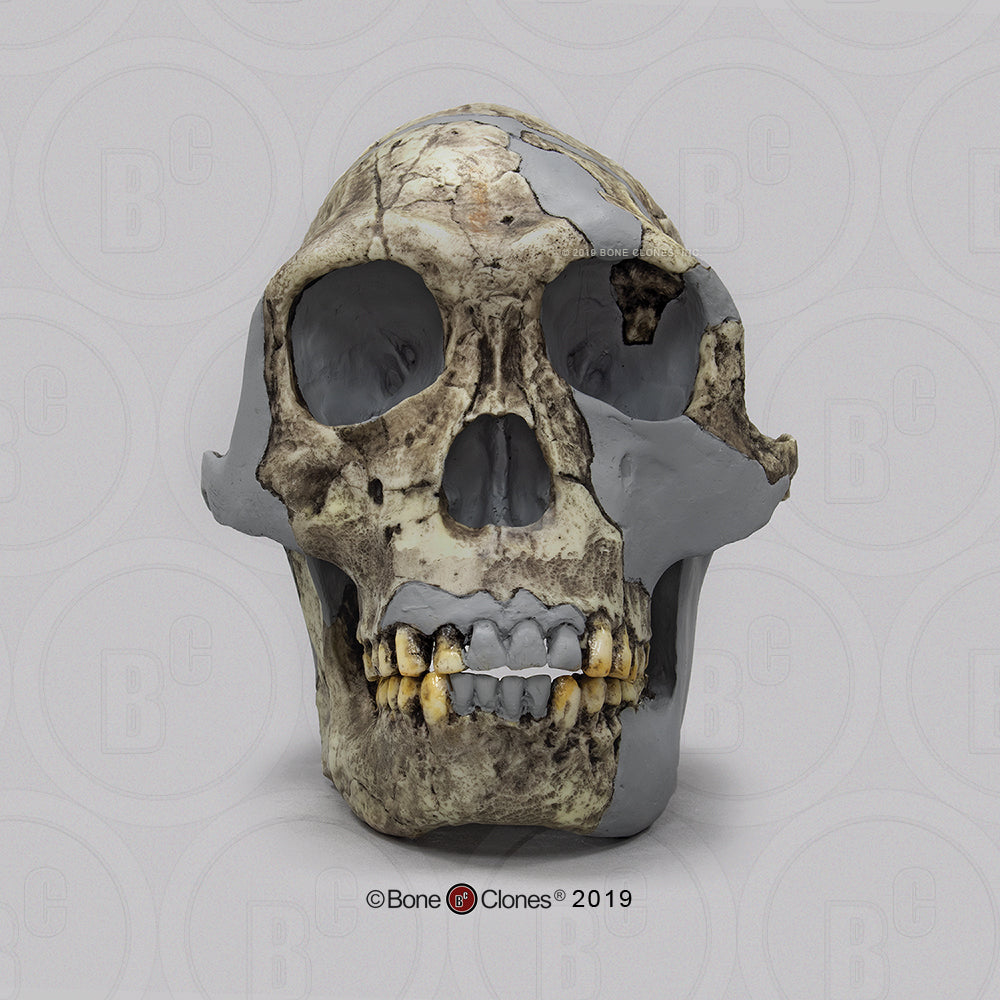 Bone Clones Homo Habilis Hominin Skulls