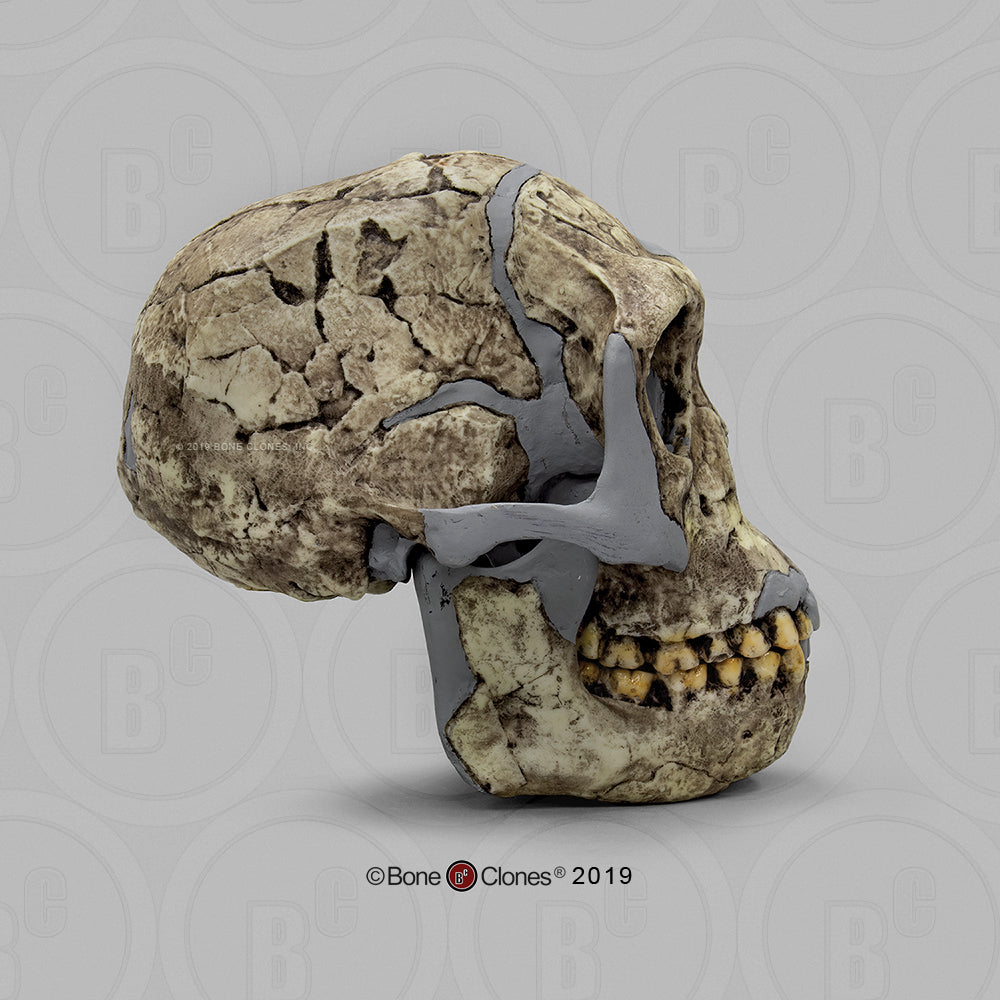 Bone Clones Homo Habilis Hominin Skulls