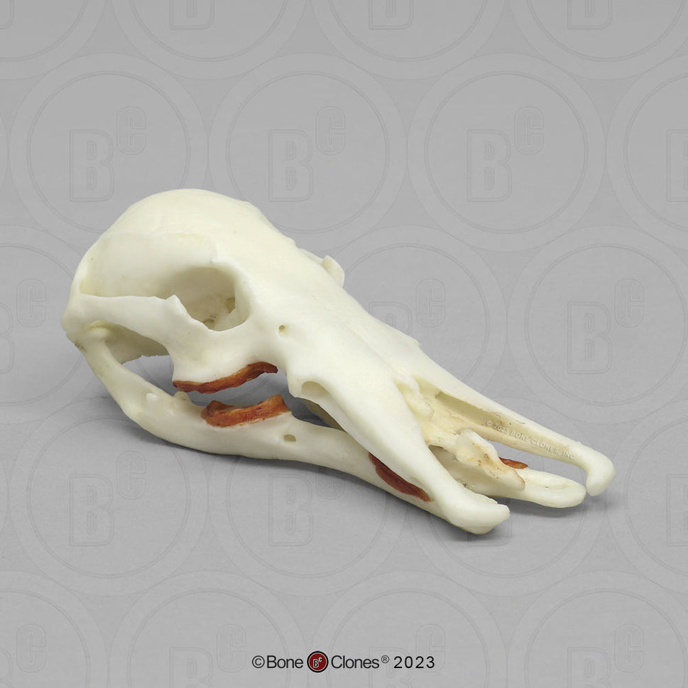 Bone Clones Small Mammal Skulls