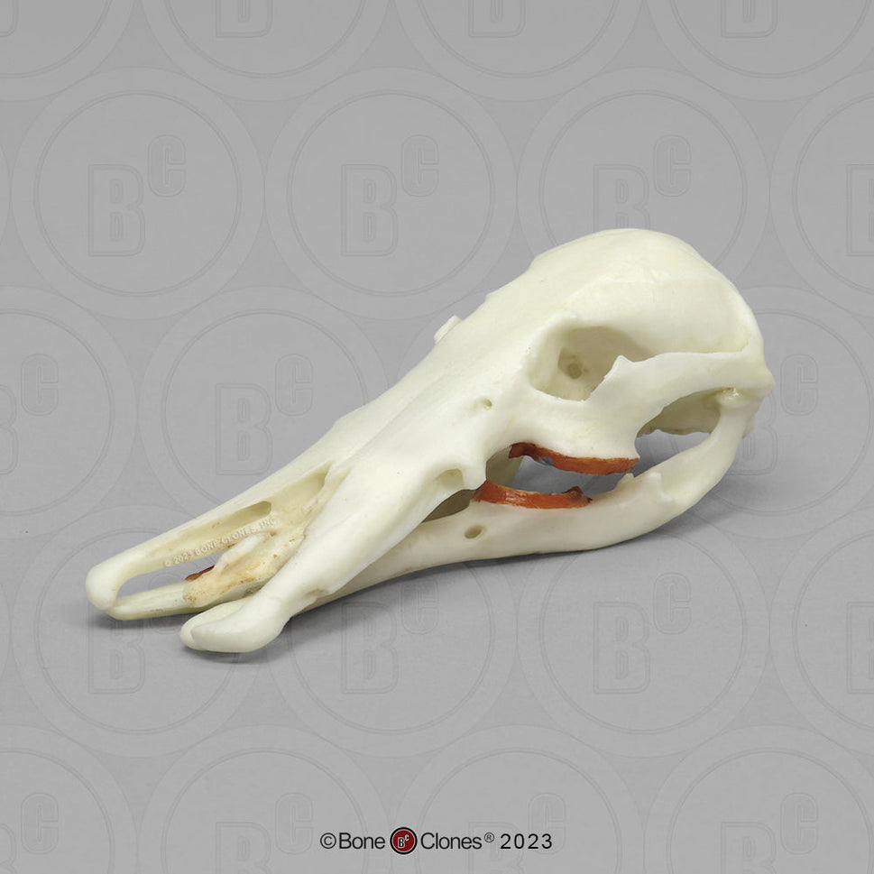 Bone Clones Small Mammal Skulls