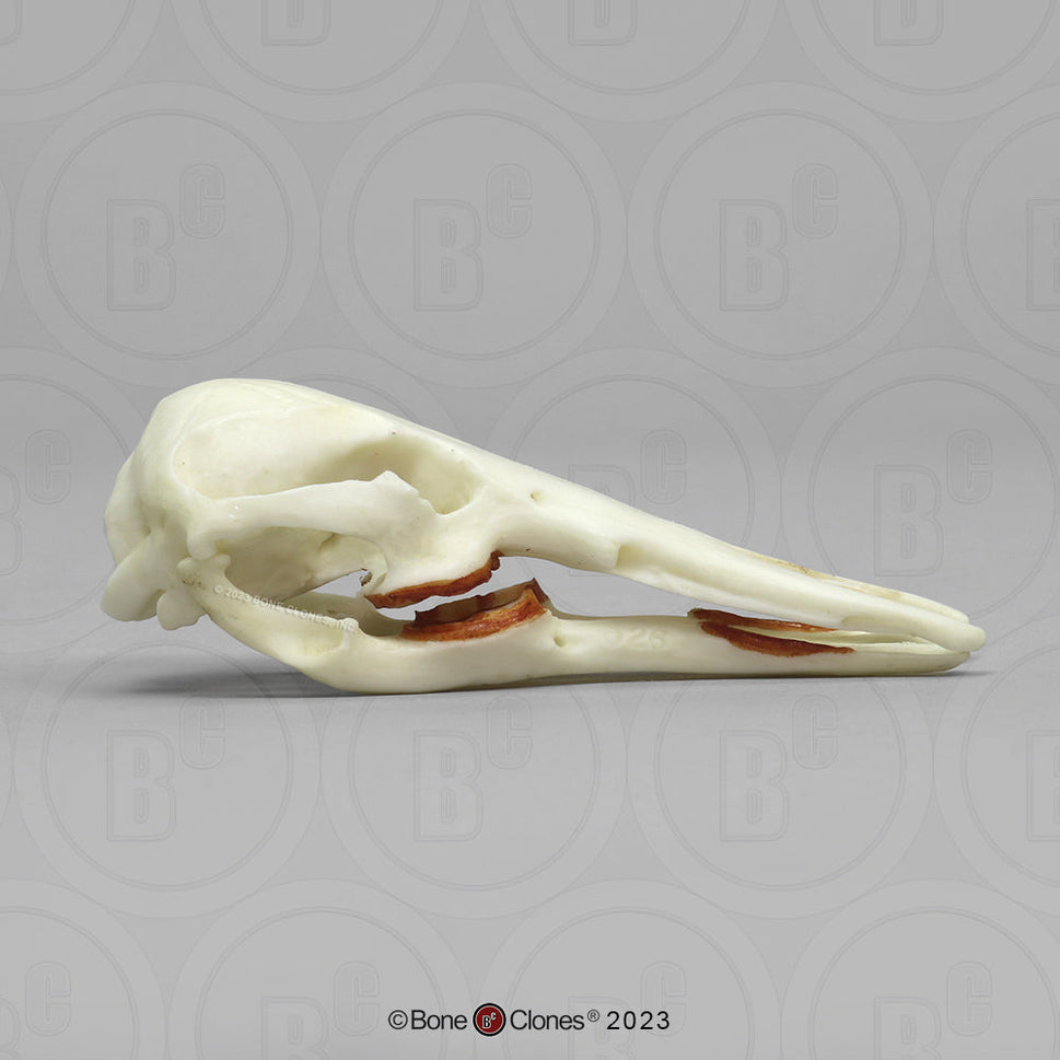 Bone Clones Small Mammal Skulls